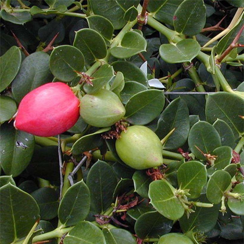 Carissa macrocarpa Prunier du Natal Arbuste sud africain épineux