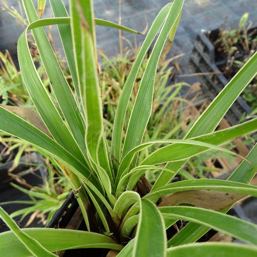 Luzula sylvatica Marginata Luzule des bois Graminée panachée