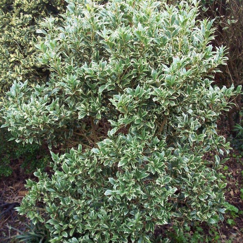 Osmanthus Heterophyllus Variegatus Ou Aureomarginatus Osmanthe