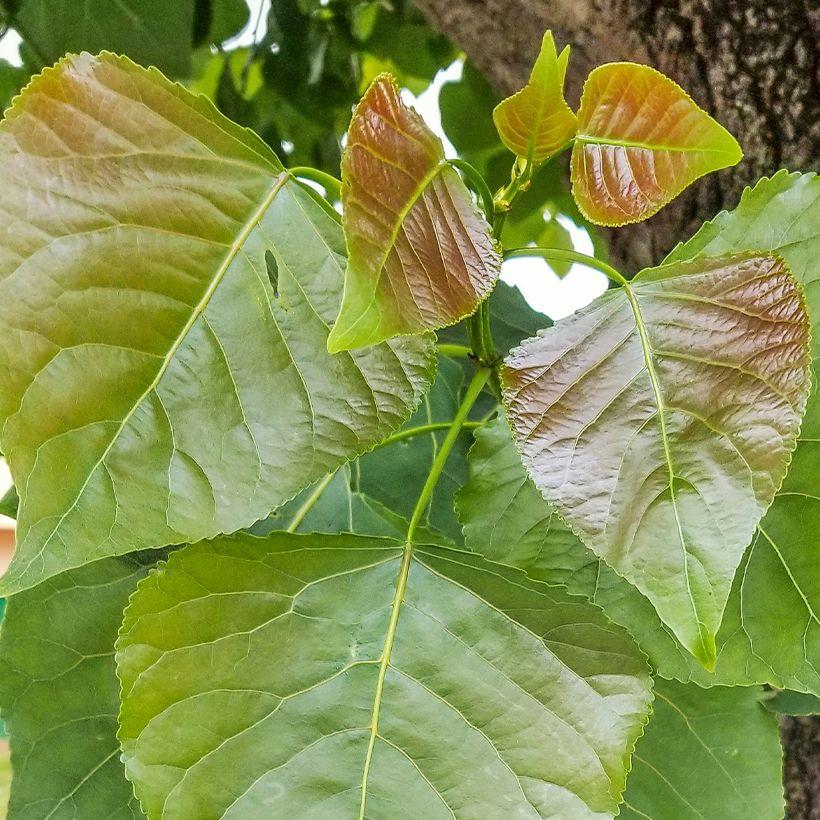 Peuplier Noir Populus Nigra Grand Arbre Caduc De Terrain Humide