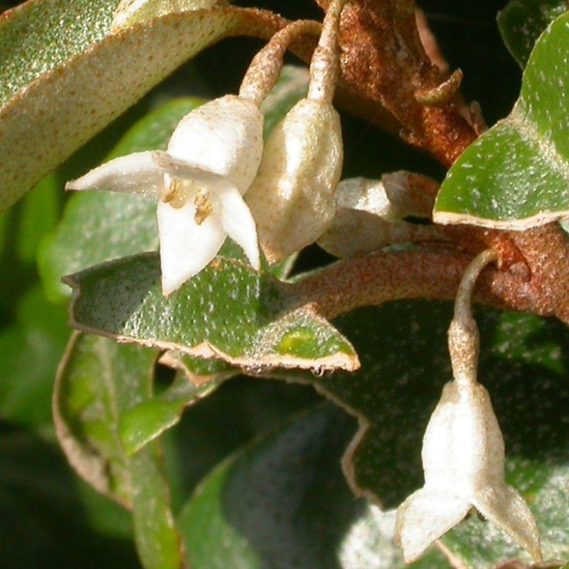 Elaeagnus Pungens Maculata Chalef Feuillage Persistant Et Panach