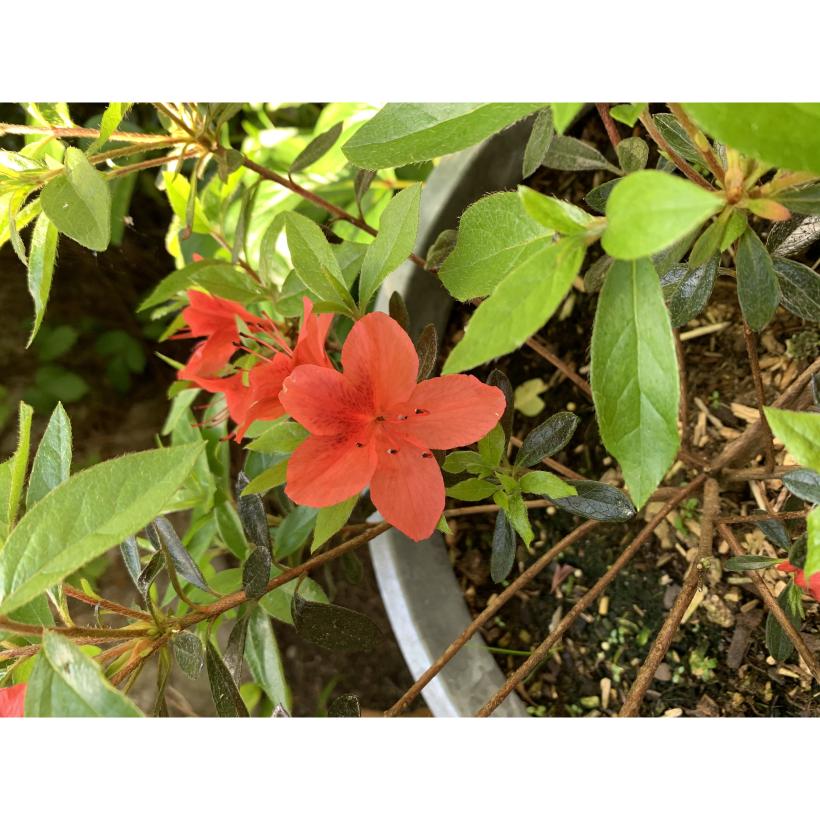 Azal E Du Japon Amoena Azalea Japonica Petites Fleurs Pourpre Lilas