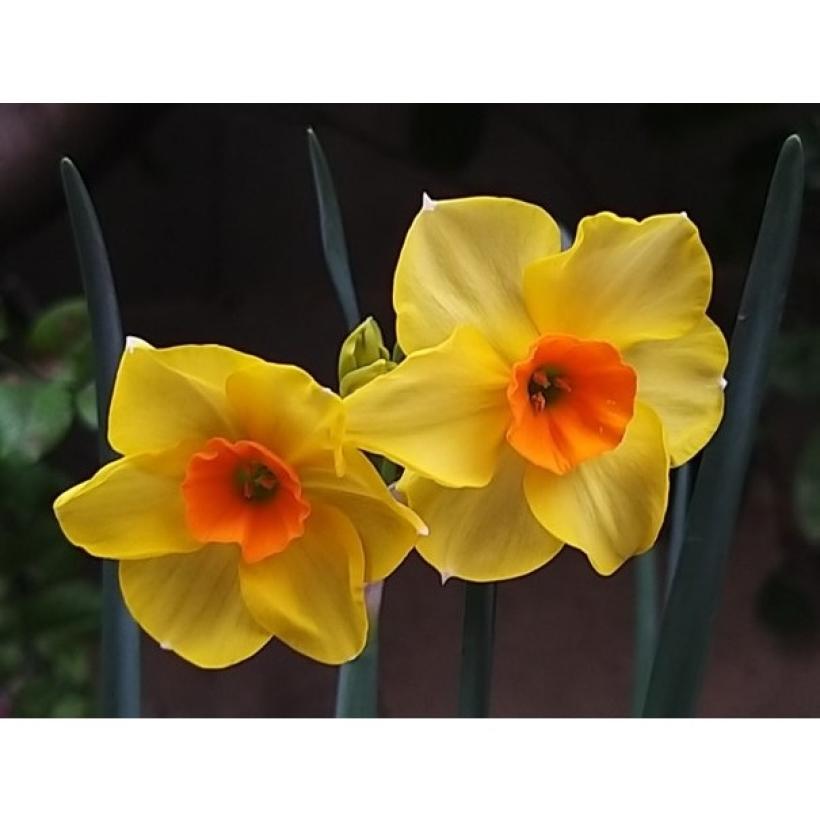 Narcissus Jonquilla Martinette Narcisse Pluriflore Petites Fleurs