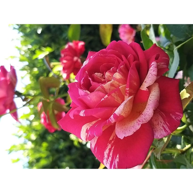 Rosa Broceliande Rosier multicolore rouge à rose fuchsia strié d