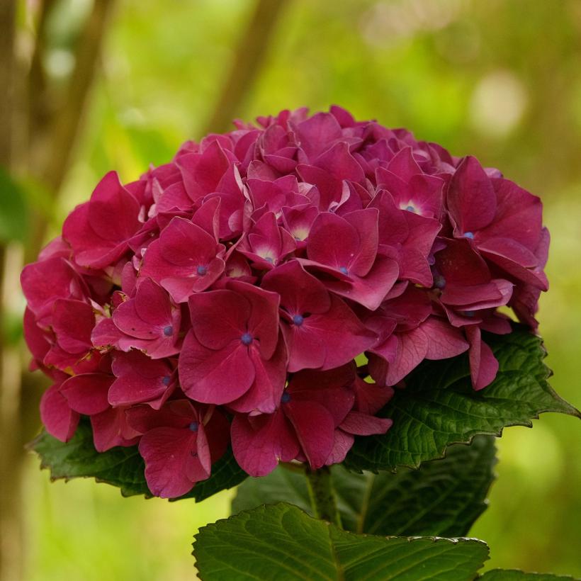 Hydrangea Macrophylla Merveille Sanguine Hortensia Rouge Pourpre