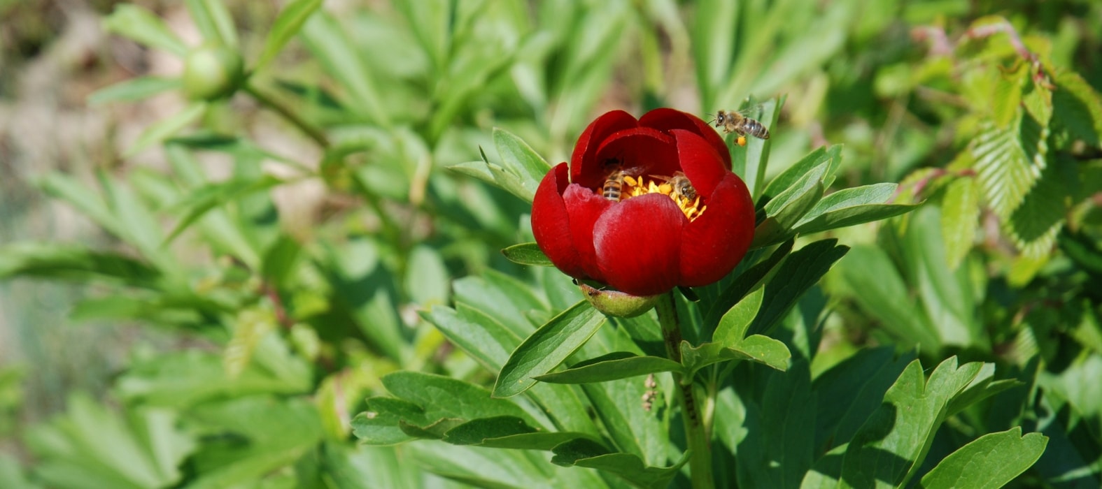 Pivoine rouge