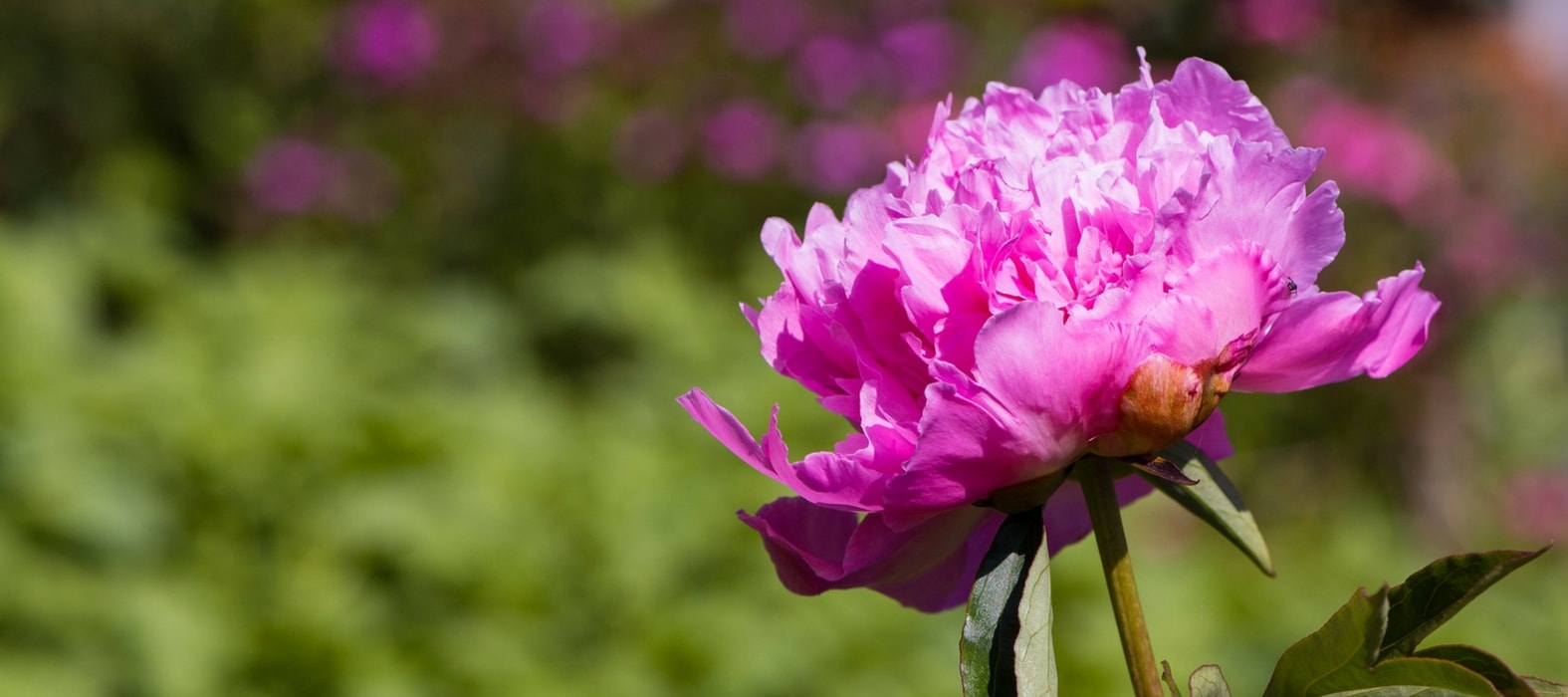 Paeonia rose