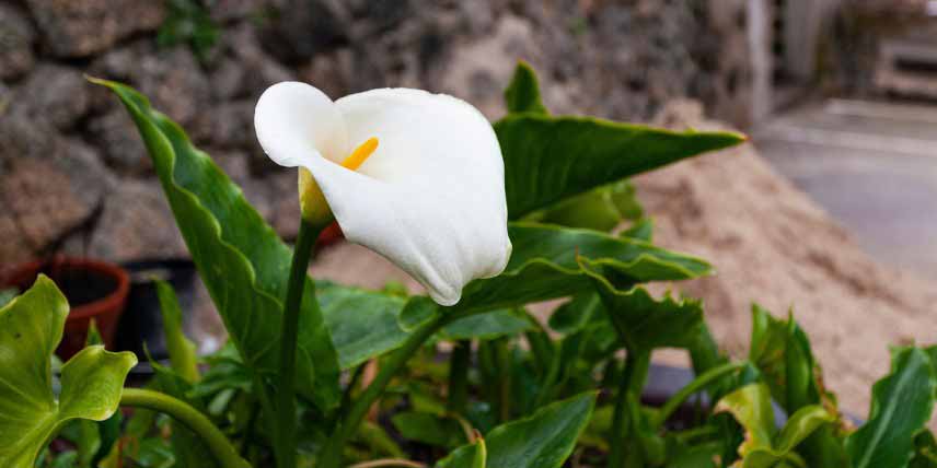 Arum, Calla, Zantedeschia