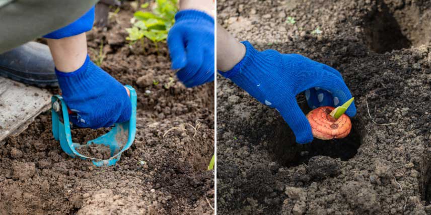 Planter des bulbes en pleine terre à l'aide d'un plantoir
