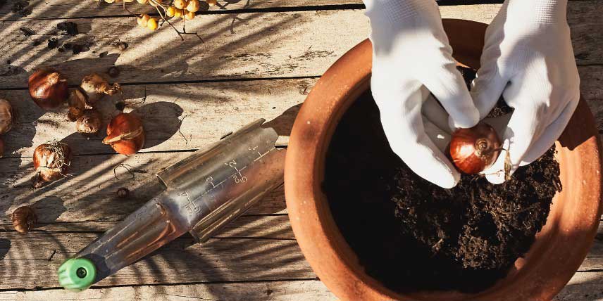 Comment planter des bulbes en pot