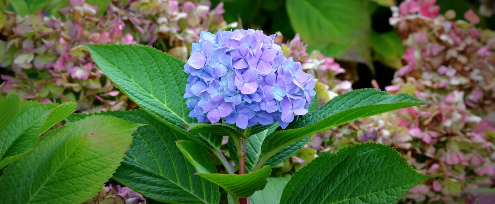 Fleurs bleues hortensia Hydrangea