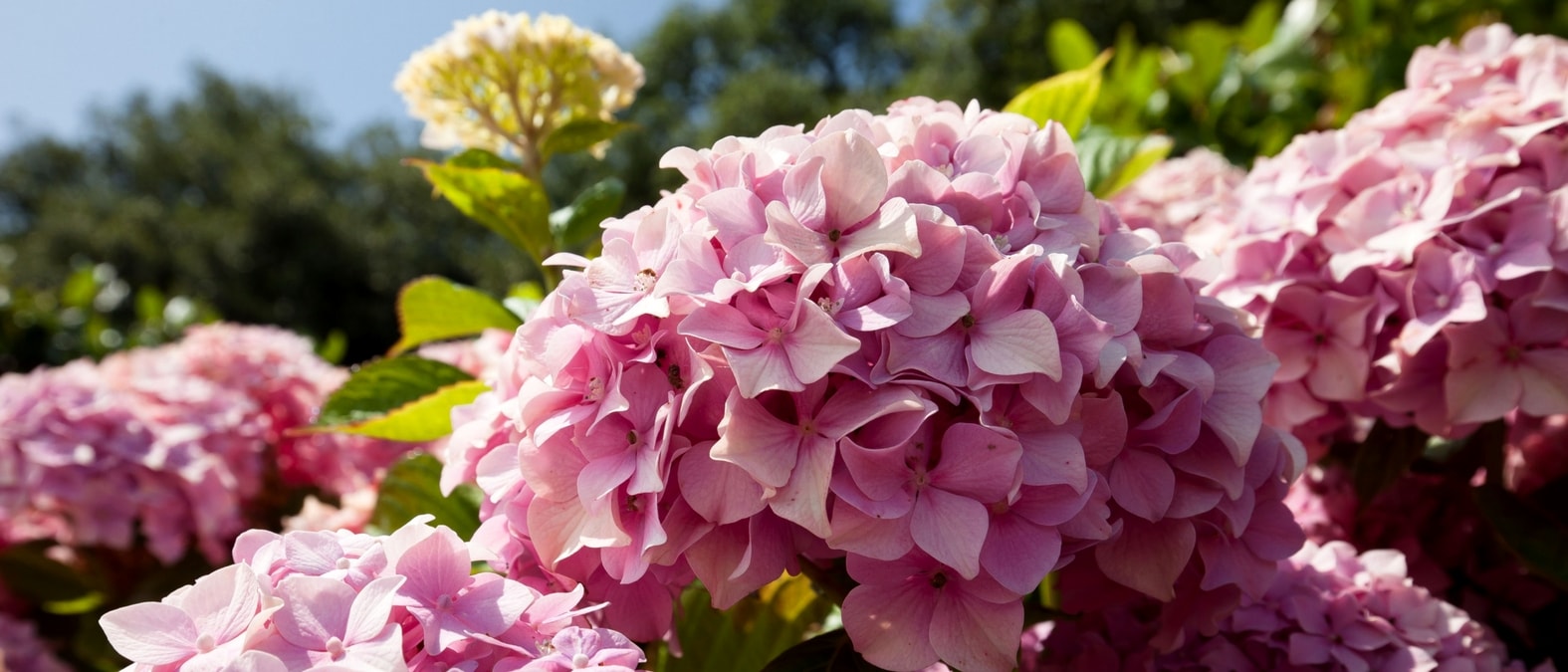 Fleurs roses hortensia Hydrangea