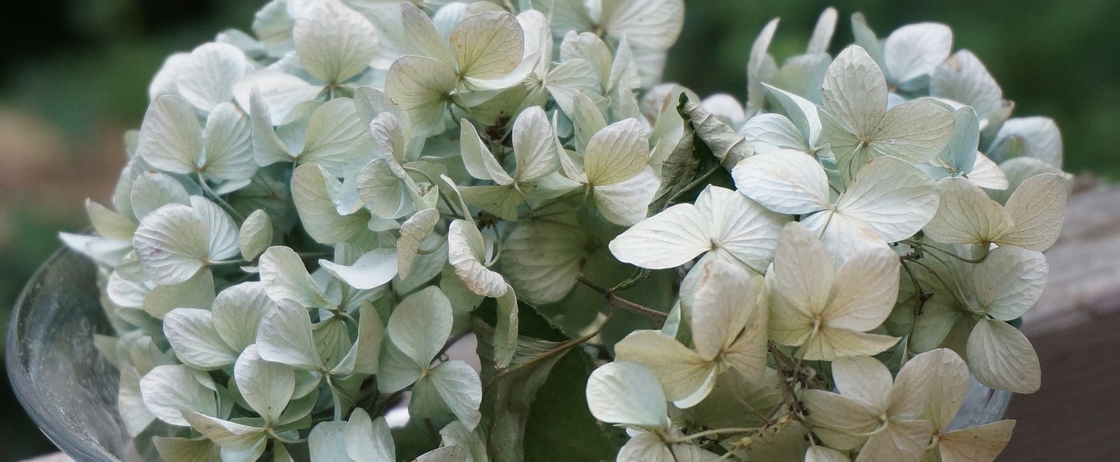 Comment faire secher les fleurs d'hortensia ou hydrangea