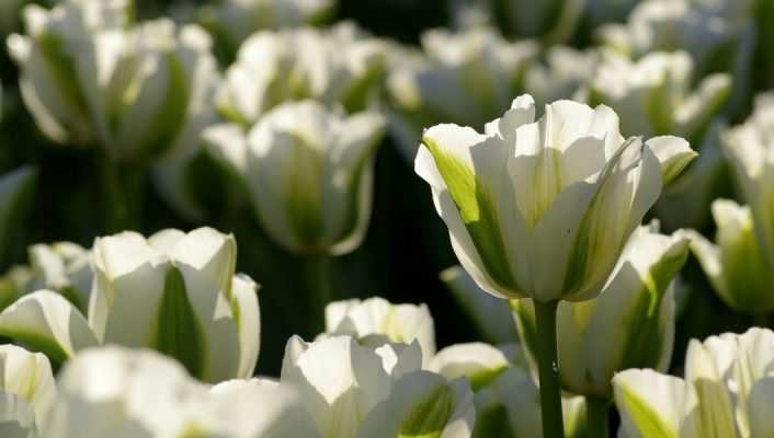 Faire refleurir mes tulipes