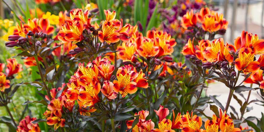 Alstroemeria à fleurs orange - rouge