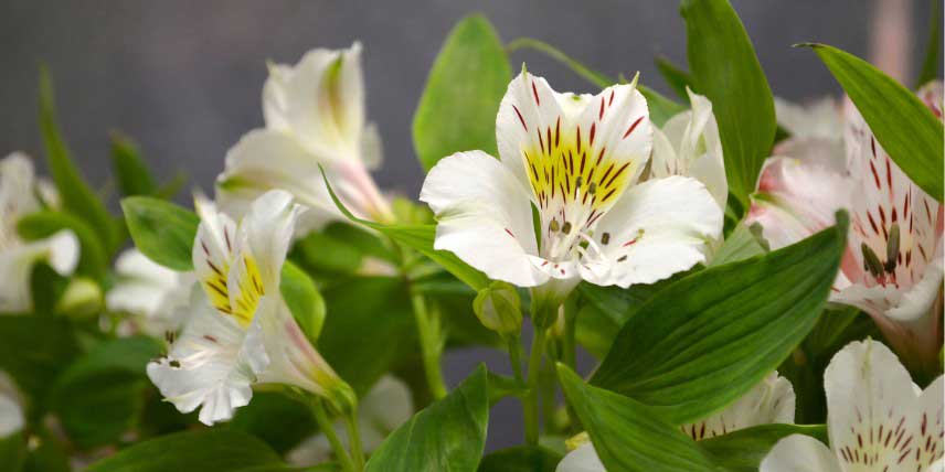 Alstroemeria, Lys des Incas à fleurs blanches et jaunes