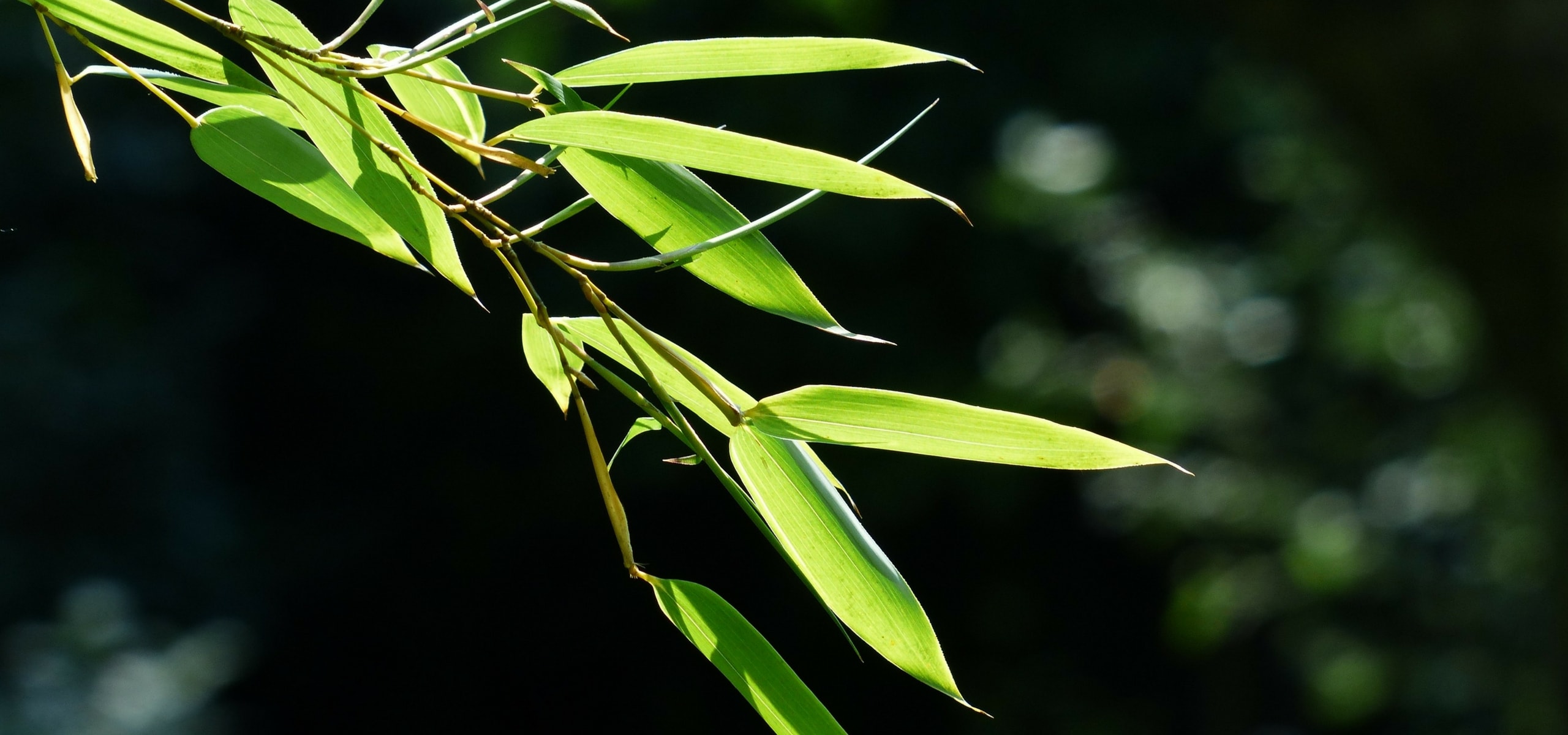 Bambou en pot : comment cultiver en 5 points - Promesse de Fleurs
