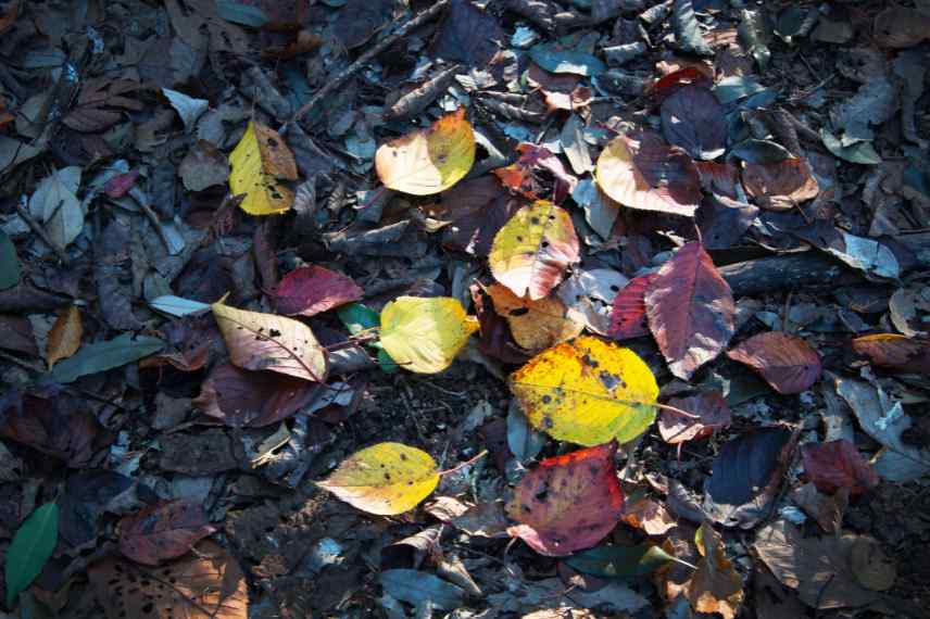 comment utiliser les feuilles mortes