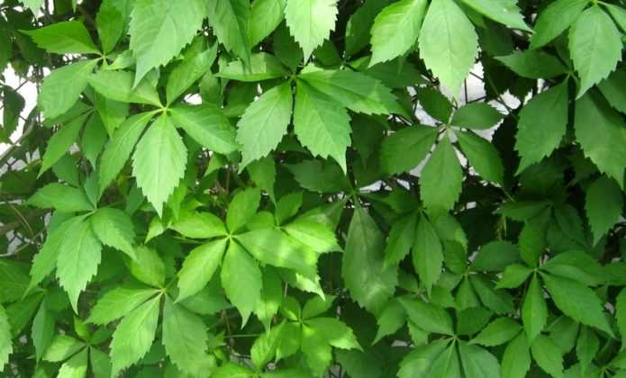 Parthenocissus_choisir_cultiver 695x420