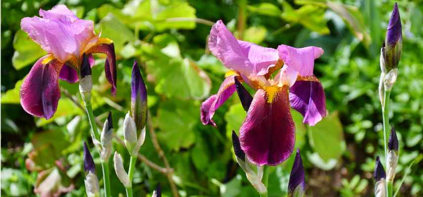 ou planter iris