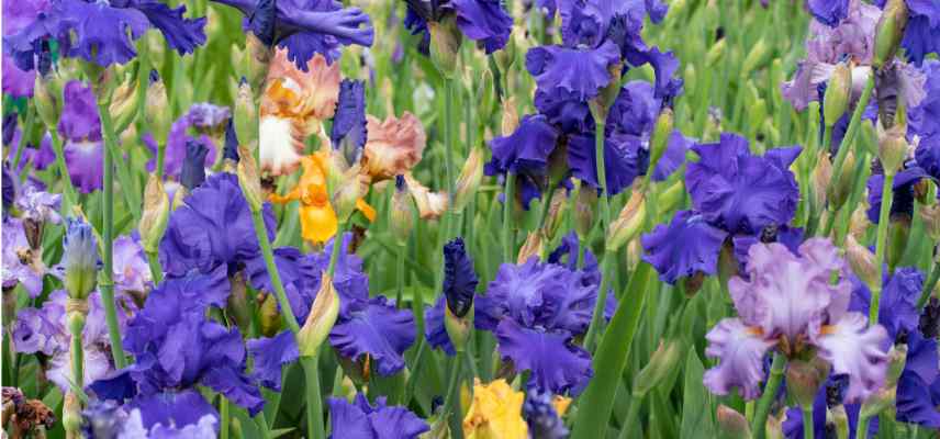 comment planter iris