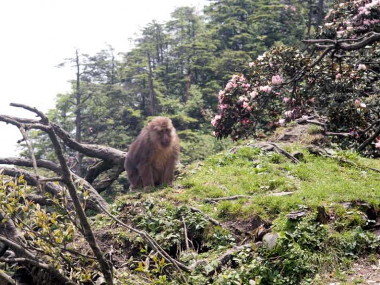 Expédition botanique en Chine (Sichuan), à la recherche de nouvelles variétés - Partie 2