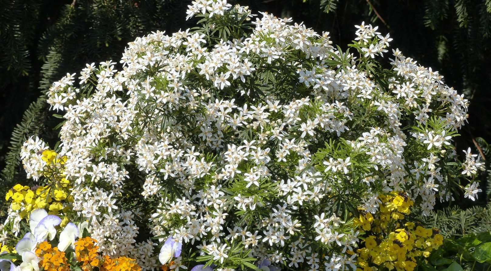 Le Choisya 'White Dazzler', il a tout pour plaire !