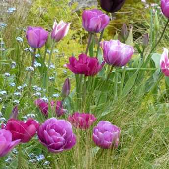 Bulbes de Tulipes Mata Hari à planter au jardin