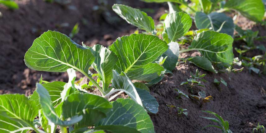 Réussir la culture des choux au potager