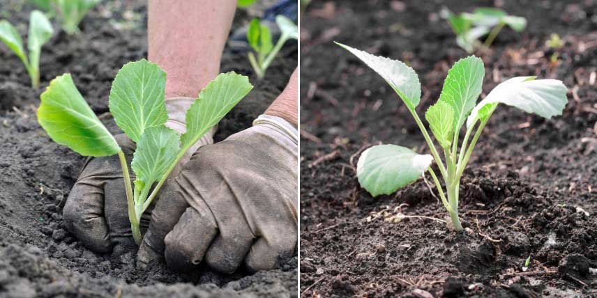 Comment planter les choux