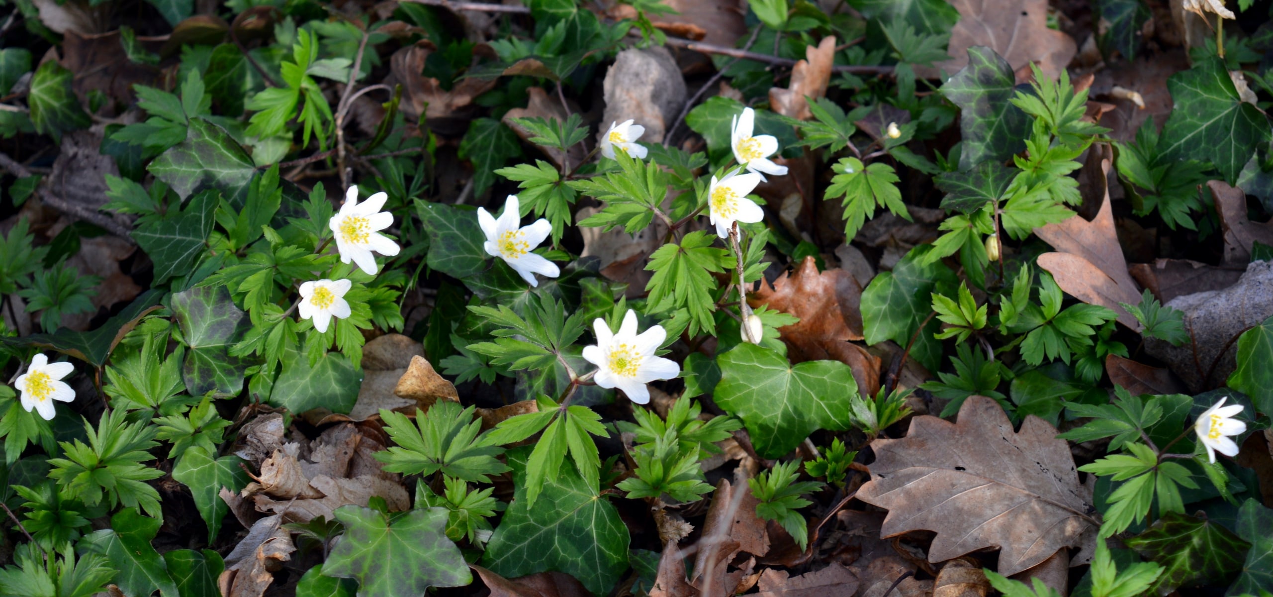 Planter des Anémones de printemps