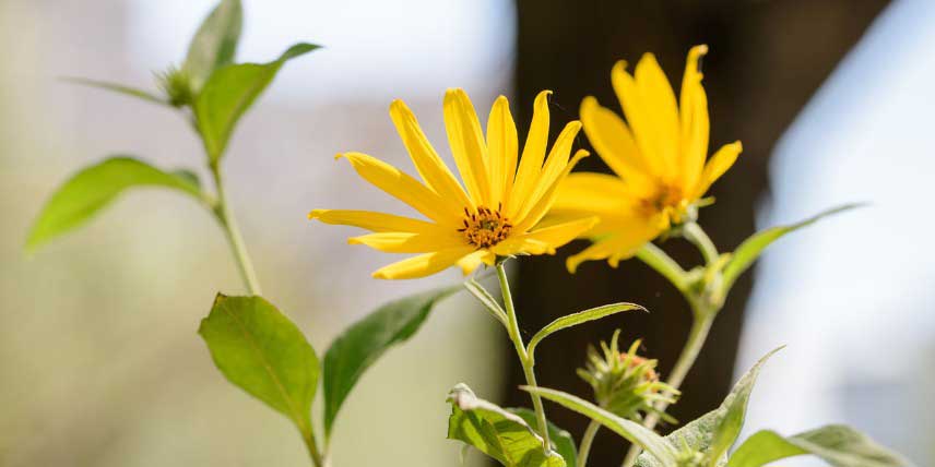 Les fleurs jaunes du topinambour