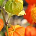 La culture des physalis