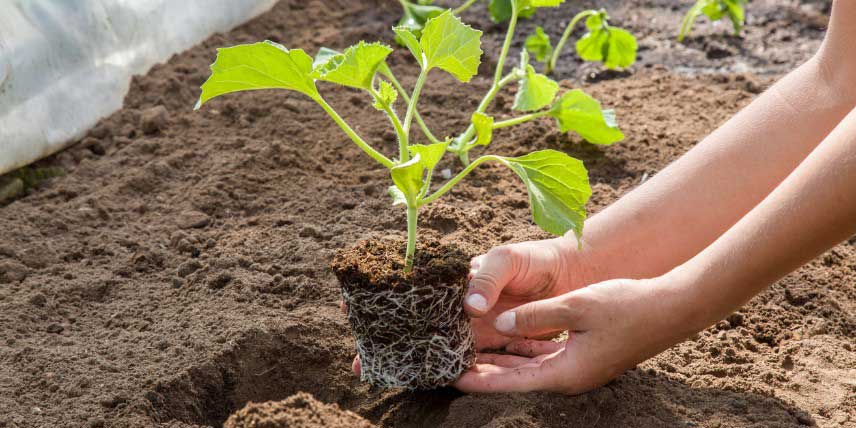 Plantation en pleine terre d'un plant de melon