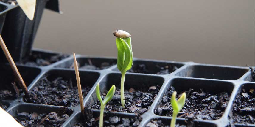 Germination de melons semés sous abri