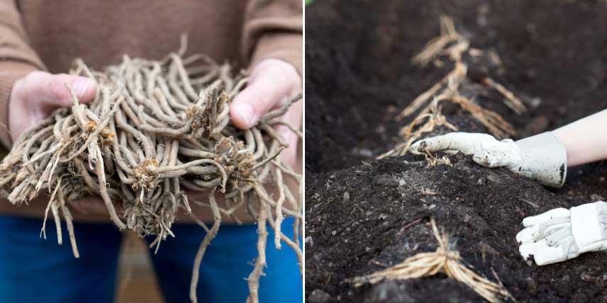 Comment planter les asperges