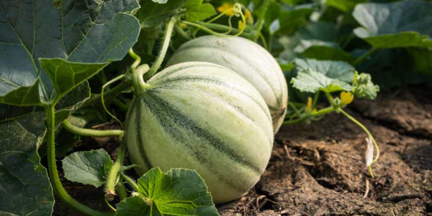 Melons prêts à être récoltés