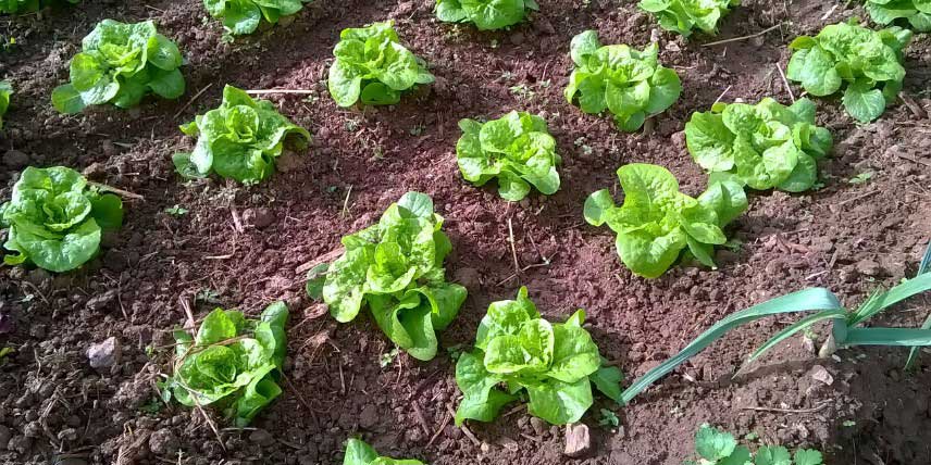 Cultiver les salades au potager