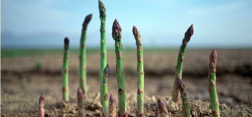 cultiver asperge verte