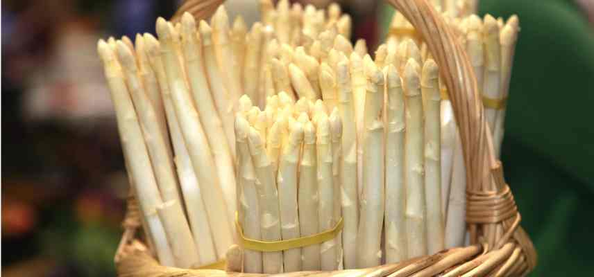 comment cultiver asperge blanche