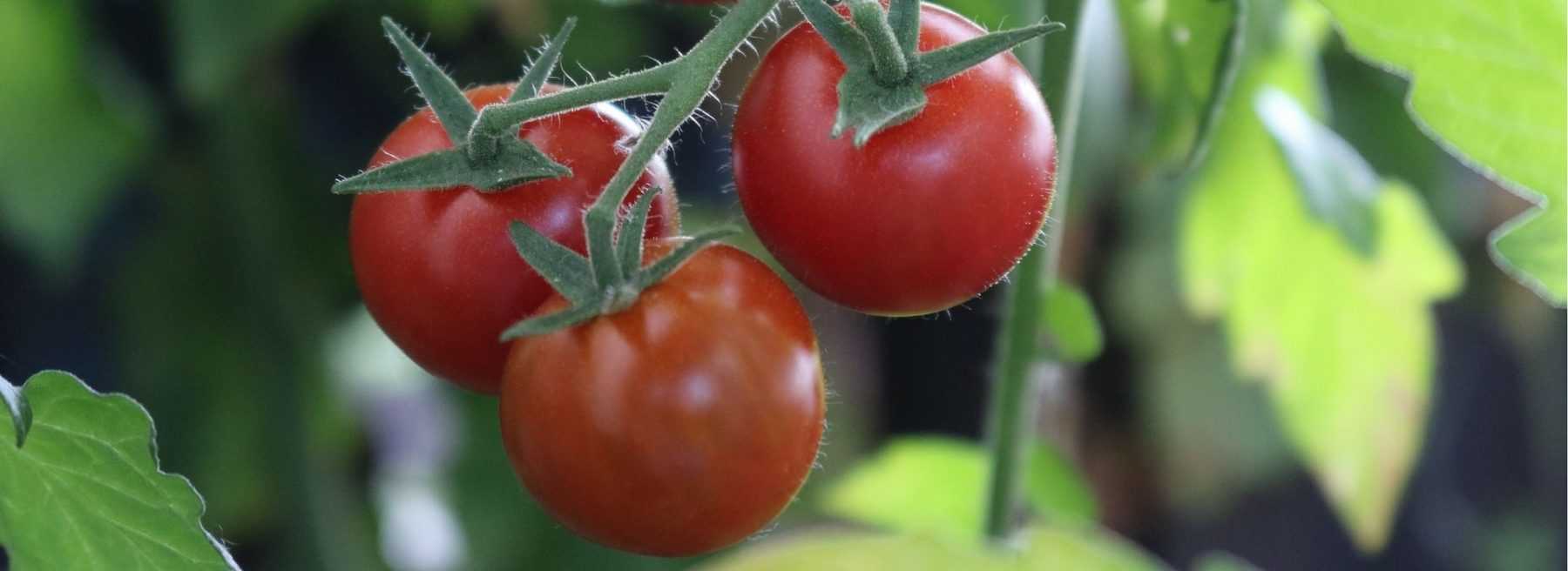 Pousses d'Aneth - Tomato+
