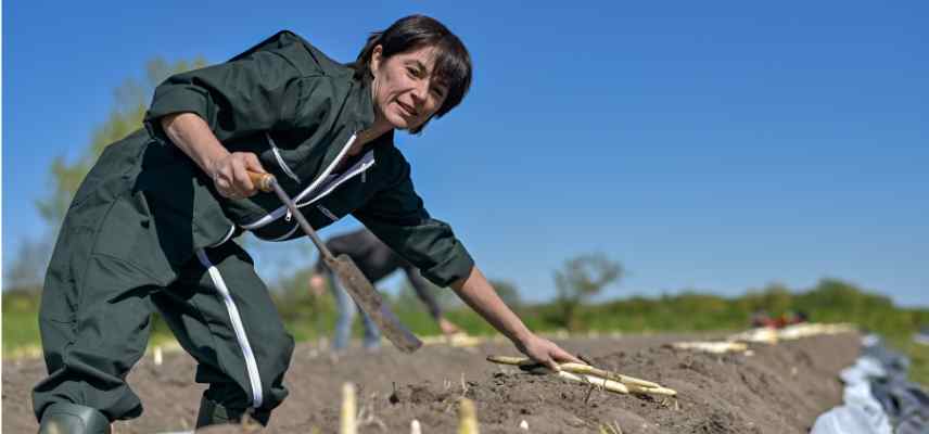 quand comment recolter les asperges