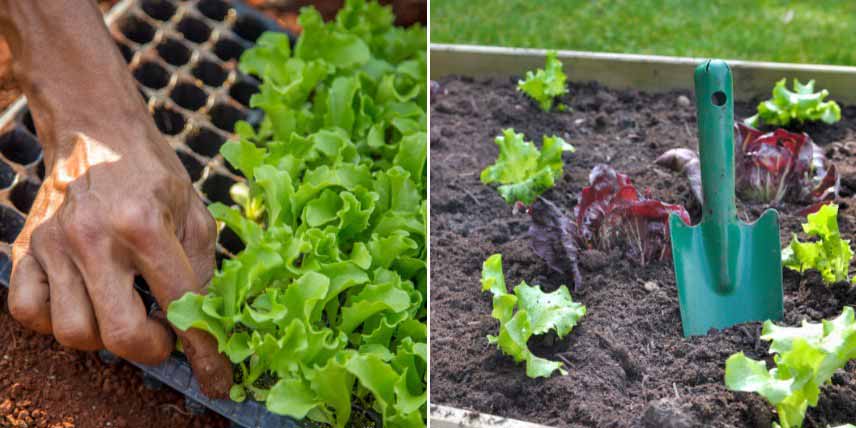 Comment planter les laitues au jardin