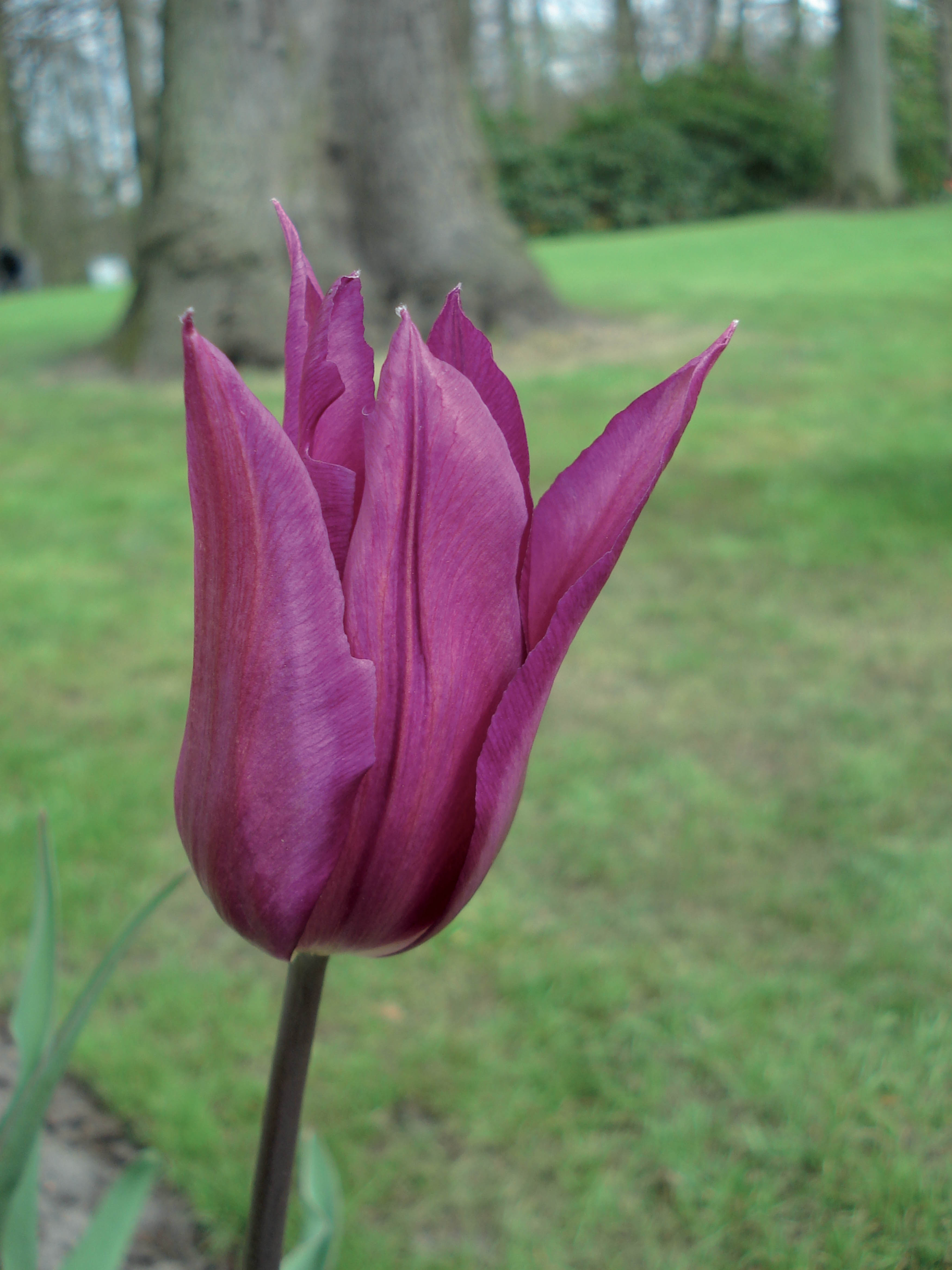 23 Tulipe fleur de lis Burgundy 2