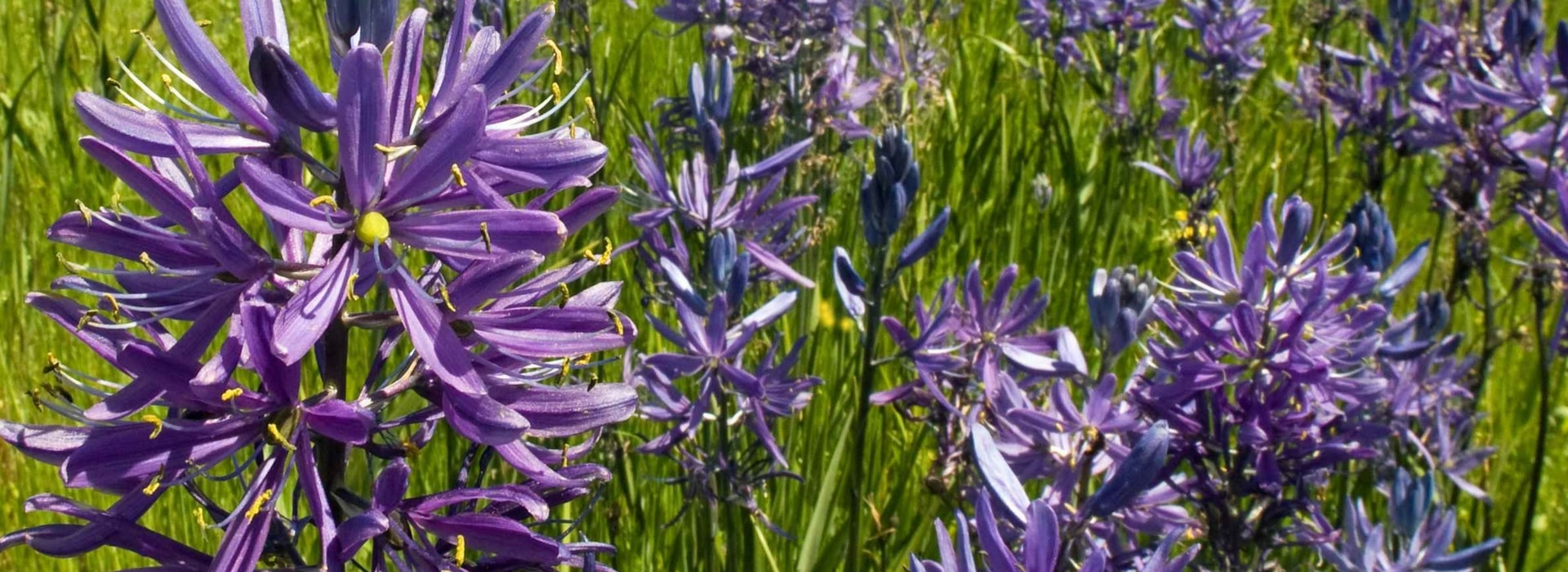 Camassia : planter, soigner et l'associer au jardin