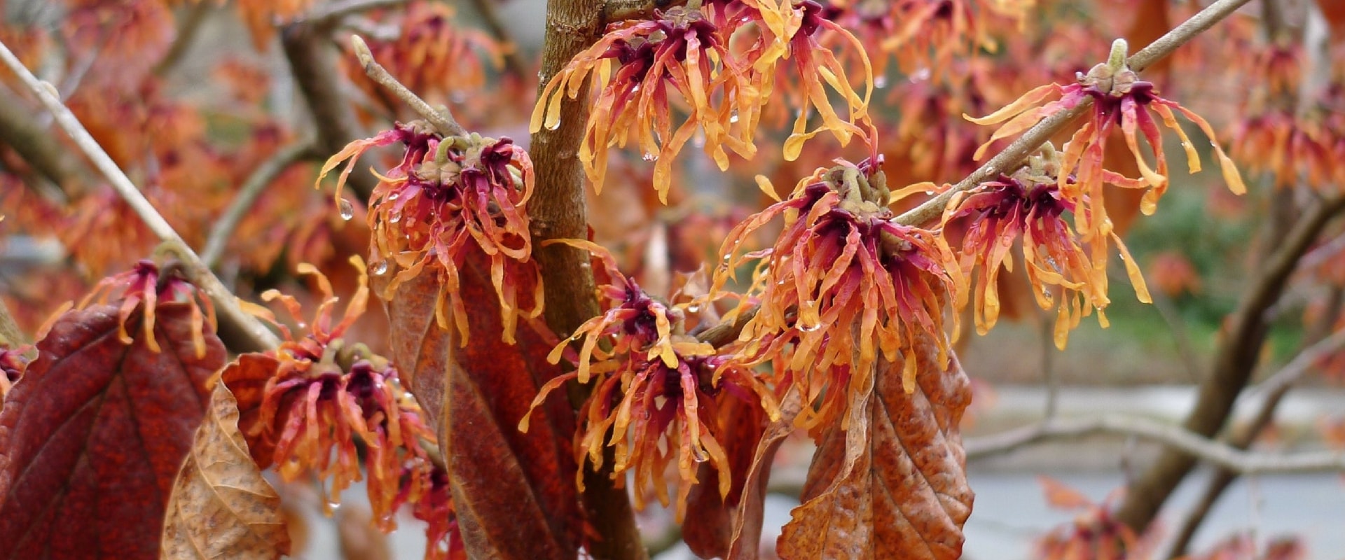 Hamamélis, arbustes à magnifique floraison hivernale jaune, orange ou rouge