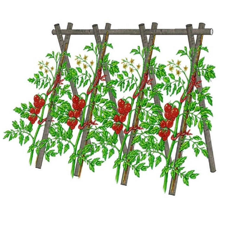 Comment bien tuteurer les tomates ? [Conseils tuteurage] - France