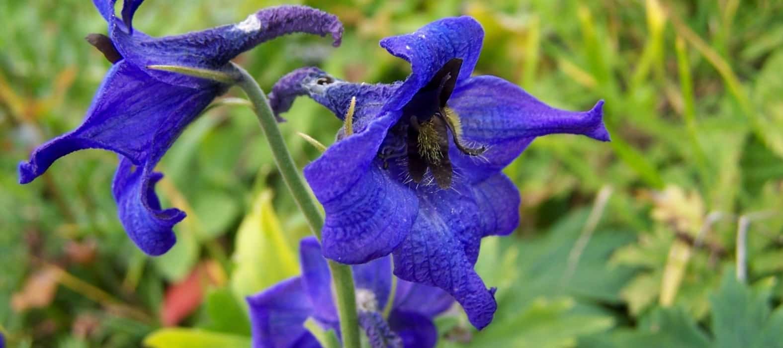 Delphinium oxysepalum