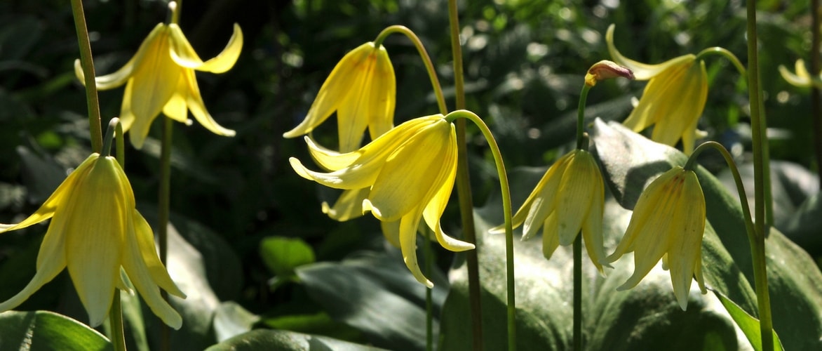 Erythronium : planter et cultiver