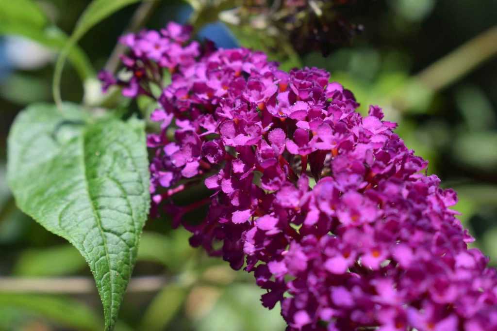 La Taille Du Buddleia Ou Arbre Papillon Nos Conseils